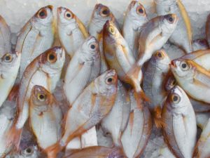 catch fish fish market 229789 1
